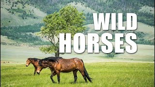 Roaming in a Herd of Wild Horses near Laramie Wyoming [upl. by Abie]