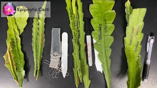 Disocactus hybrid cuttings information [upl. by Lativa720]