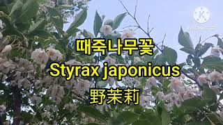 Chongno Styrax japonicus 때죽나무꽃의 겸손 [upl. by Hakim]