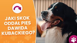 Jaki skok oddał pies Dawida Kubackiego  Hubunpl  internetowy sklep zoologiczny [upl. by Notgnilliw55]