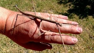 Giant Stick Insect Amazing Beautiful Nature [upl. by Patrizius]