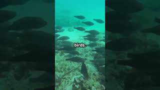 5 Amazing Animals of the Great Barrier Reef 2024 11 11 [upl. by Bergin572]