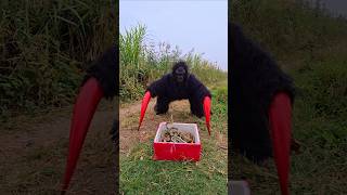 Ferocious Gorilla Confronts 10 Snakes [upl. by Sul]