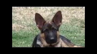 Squirrel Attacks German Shepherd Puppy [upl. by Eibob286]