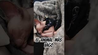 El animal más vago 💤 cat sphynx gatobsphynxcat catsleeping memes humor comedy comedia pets [upl. by Yesac]