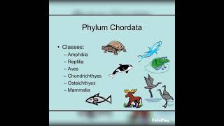 phylum chordata diagrambiology zoology bsczoology zoologybsc shortsyoutubeshorts [upl. by Fritz]