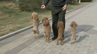 So cute Welltrained Dogs Get Popular Online [upl. by Drofub244]