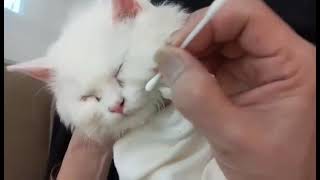 Tips on cleaning your cat Eyes and nose [upl. by Theta]