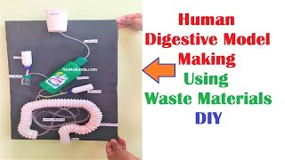 human digestive working model making using waste materials at home easily  DIY  howtofunda [upl. by Notyap]