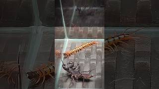 Vinegaroon vs Scolopendra  Uropygi vs centipede [upl. by Naillimxam187]