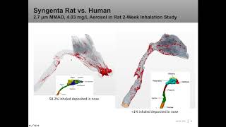 Computational Fluid Dynamics CFD Modeling the Respiratory System for Comparative Dosimetry [upl. by Zurheide]