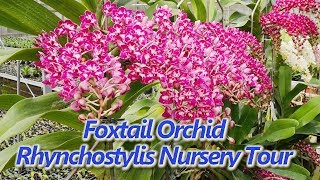 Foxtail OrchidRhynchostylis Nursery Tour [upl. by Tiffi]