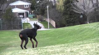 Fast Runner Dog Doberman Dolce HD [upl. by Ainadi]