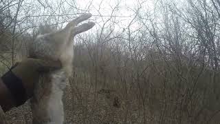 Rabbit Hunting with Beagles  Bramlett and Weir creek influenced Rabbit Dogs Mar 10 2023 [upl. by Manus]