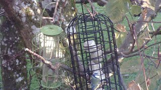 bird feeder live 221124 [upl. by Zea714]