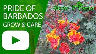 Pride of barbados  grow amp care Caesalpinia pulcherrima [upl. by Mackey523]