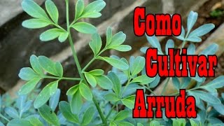 Mondini Plantas Como Cultivar Arruda [upl. by Nolrak]