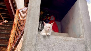 Japan Travel  What Tsushima Island is really like LOTS of Cats 🐱 [upl. by Hahnke]