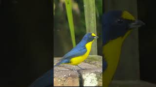 Yellowthroated Euphonia shorts [upl. by Keldon]