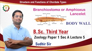 Branchiostoma Body Wall  BSc Third Year Zoology 1 Structure amp Functions of Chordate Types [upl. by Calvin]