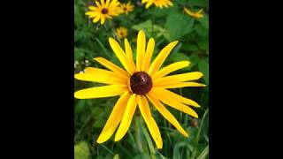 How to Grow Black Eyed Susans from Seed Rudbeckia hirta [upl. by Nauqas]