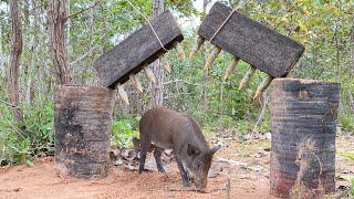 Creative Unique Wild Pig Trap Using Big WoodampBig Palm tree  Best Wild Pig Trap WildboarTrapping [upl. by Ellinger]