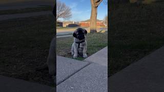 Kurdish Kangal Monster Dog Transformation🤯 12 Weeks To Year and A Half❗️ [upl. by Eelrehpotsirhc732]