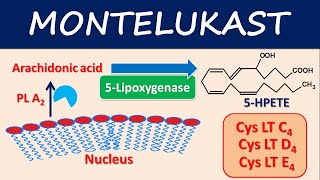 Montelukast Singulair  Mechanism side effects and uses [upl. by Natye827]