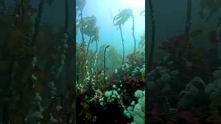 Spring Kelp forest waking up from Winter ❄ scubadiving kelp marinelife nature diving padi [upl. by Astrix282]