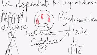 USMLE step 1 concepts chronic granulomatous disease [upl. by Eneladgam]