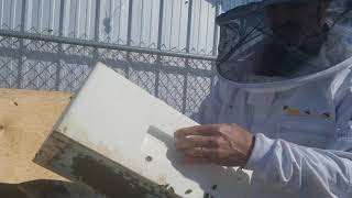 LCHS BEEKEEPING VIDEO Bee Inspection in the spring [upl. by Asena]