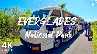 4K EVERGLADES NATIONAL PARK Florida  Shark Valley Tram Tour [upl. by Ahsiram]