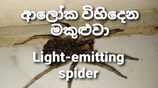 Alokaya vihiduwana makuluwa  Lightemitting spider  Makuluwo  Spiders [upl. by Eiznik]