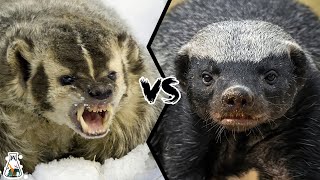 American Badger vs Honey Badger  Which is Tougher and Could Win a Fight [upl. by Lerrad]