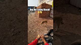 Dog Not Eating Biscuit 🥺🥺shorts yt dog animals [upl. by Saul814]