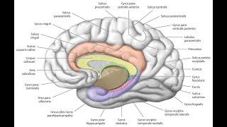 What anatomical Structure makes the Dentate Gyrus Distinctively Dentate Tooth like Appearance [upl. by Azmah]