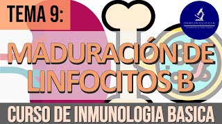 Maduración Ontogenia de Linfocitos B  LB Foliculares  Linfocitos B1  LB de la Zona Marginal [upl. by Mandler]