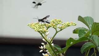 Two Black Wasps Skirmish over Bushkiller Flowers [upl. by Pickens]