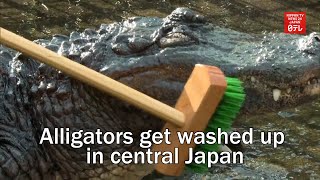 Alligators get washed up in central Japan [upl. by Doe]