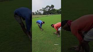 Cricket stadium wali Ghas farming farmer cricket stadium [upl. by Aneda776]