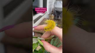 The poisonous Dagger Moth Caterpillar 🐛 nature caterpillar moth butterfly summervibes fairy [upl. by Klemm]