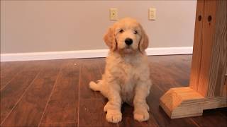 Training 8 Week Old GoldenDoodle Puppy [upl. by Postman235]