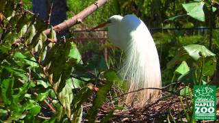 Nesting Birds in Naples Zoo at Caribbean Gardens [upl. by Blaseio506]