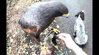 HARRIS HAWK WOODY WILL HE CATCH HIS DINNER FIRST HUNT 20232024 [upl. by Newberry]