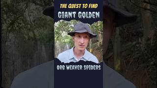 Quest to find Giant Golden Orb Weaver Spiders spiderhunt [upl. by Anai685]