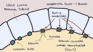 How does Dapagliflozin work Understanding SGLT2 inhibitors [upl. by Doxia]