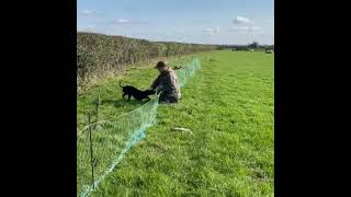 Catching rabbits using ferrets  Ferreting rabbit hunting [upl. by Viviane]