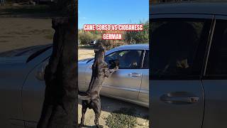 CANE CORSO VS CIOBANESC GERMAN [upl. by Varrian212]