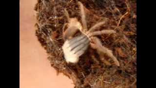 Brachypelma vagans  Molting [upl. by Dustman]