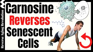 Carnosine Reverses Senescent Cells amp Increases Muscle Strength [upl. by Nevs391]